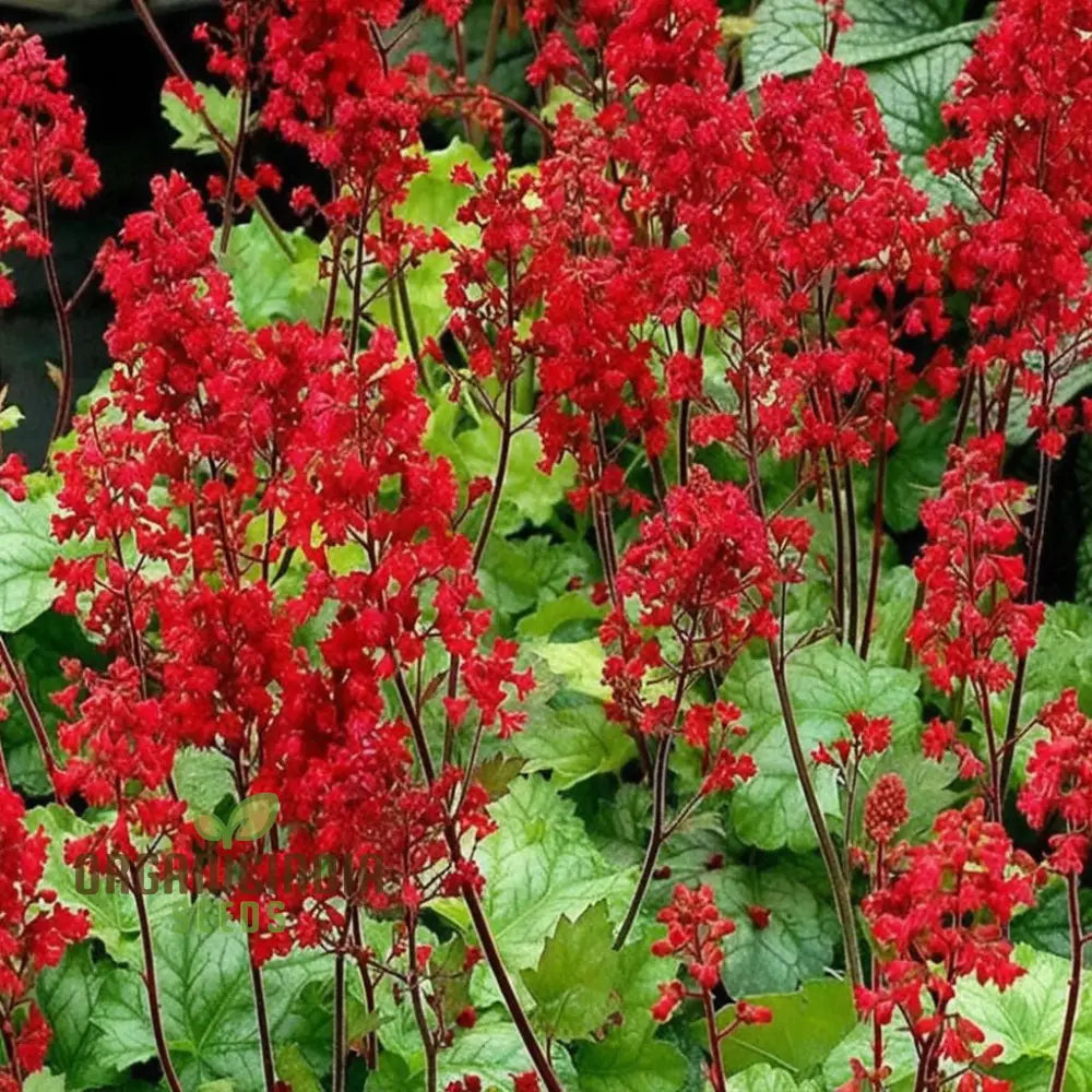 Coral Bells Plant Seeds - Vibrant Foliage And Delicate Blooms For Elegant Garden Landscapes Flower