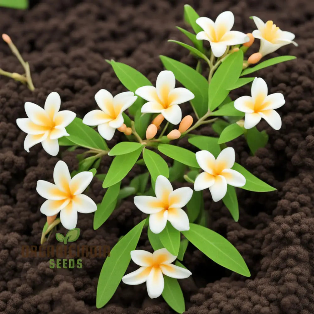 Coral Jasmine Flower Seeds - Fragrant Blooms For Tropical Garden Retreats Perennials