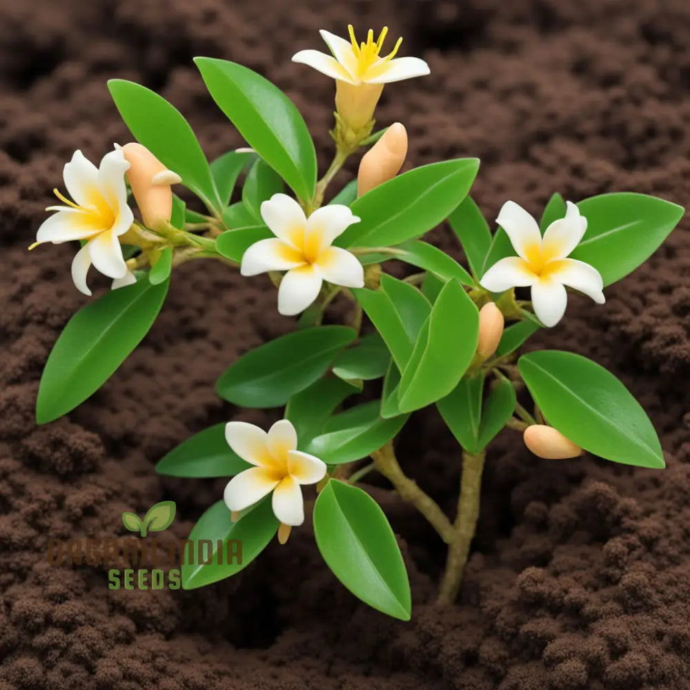 Coral Jasmine Flower Seeds - Fragrant Blooms For Tropical Garden Retreats Perennials