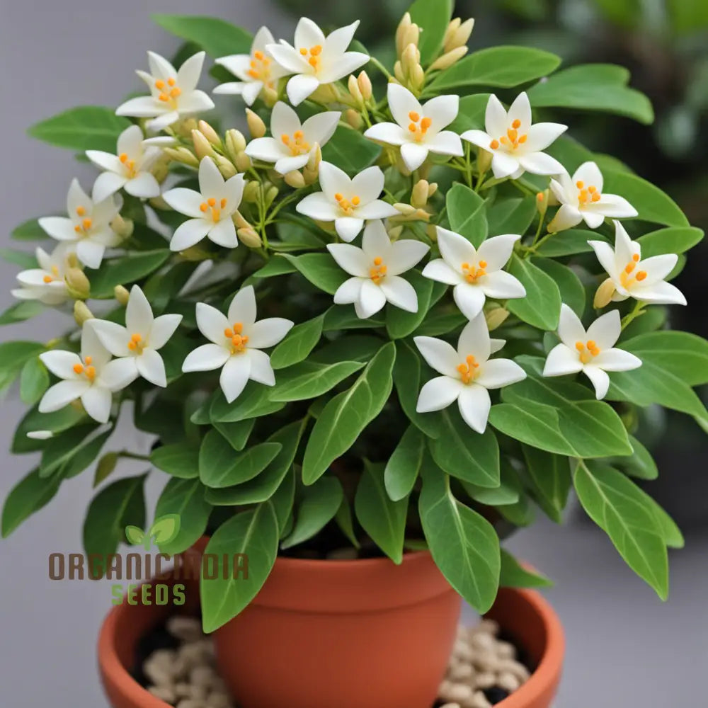 Coral Jasmine Flower Seeds - Fragrant Blooms For Tropical Garden Retreats Perennials