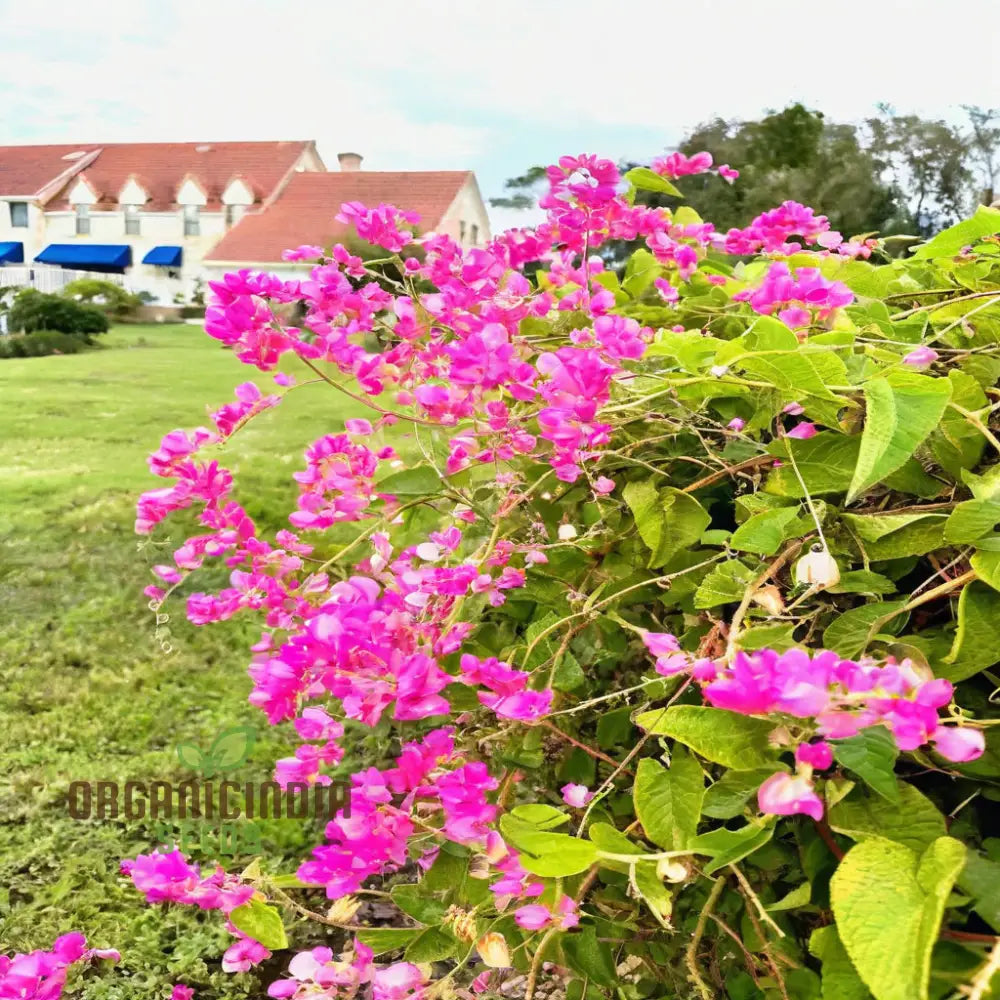 Coral Vine Flower Seeds - Grow Vibrant Climbing Blooms For A Stunning Garden Display Premium Flower