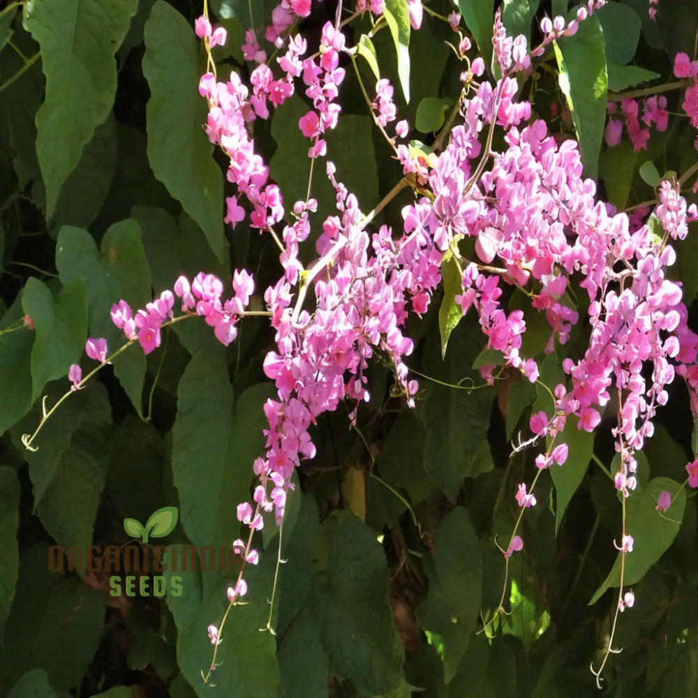 Coral Vine Flower Seeds - Grow Vibrant Climbing Blooms For A Stunning Garden Display Premium Flower