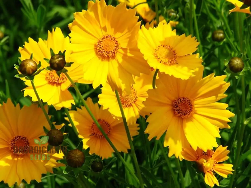 Coreopsis Lanceolata Dwarf Seeds For Planting - ï»¿Mayfield Collection