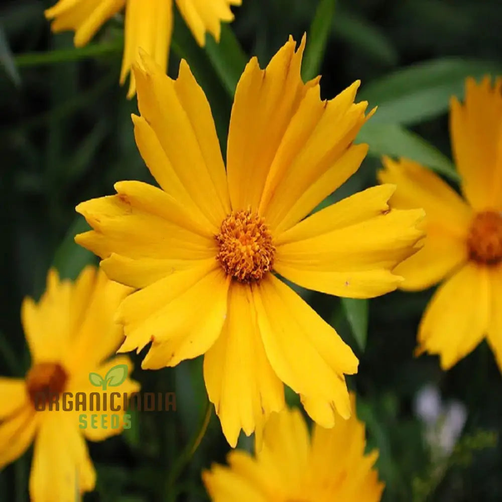 Coreopsis Lanceolata Dwarf Seeds For Planting - ï»¿Mayfield Collection