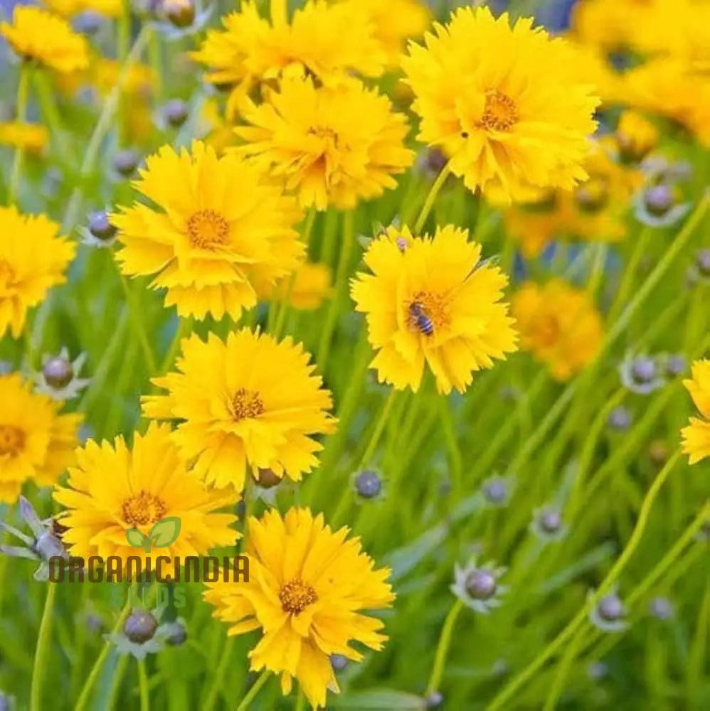 Coreopsis Lanceolata Dwarf Seeds For Planting - ï»¿Mayfield Collection