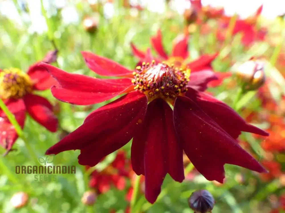 Coreopsis Red Flower Seeds For Planting A Complete Guide To Growing Vibrant Blooms