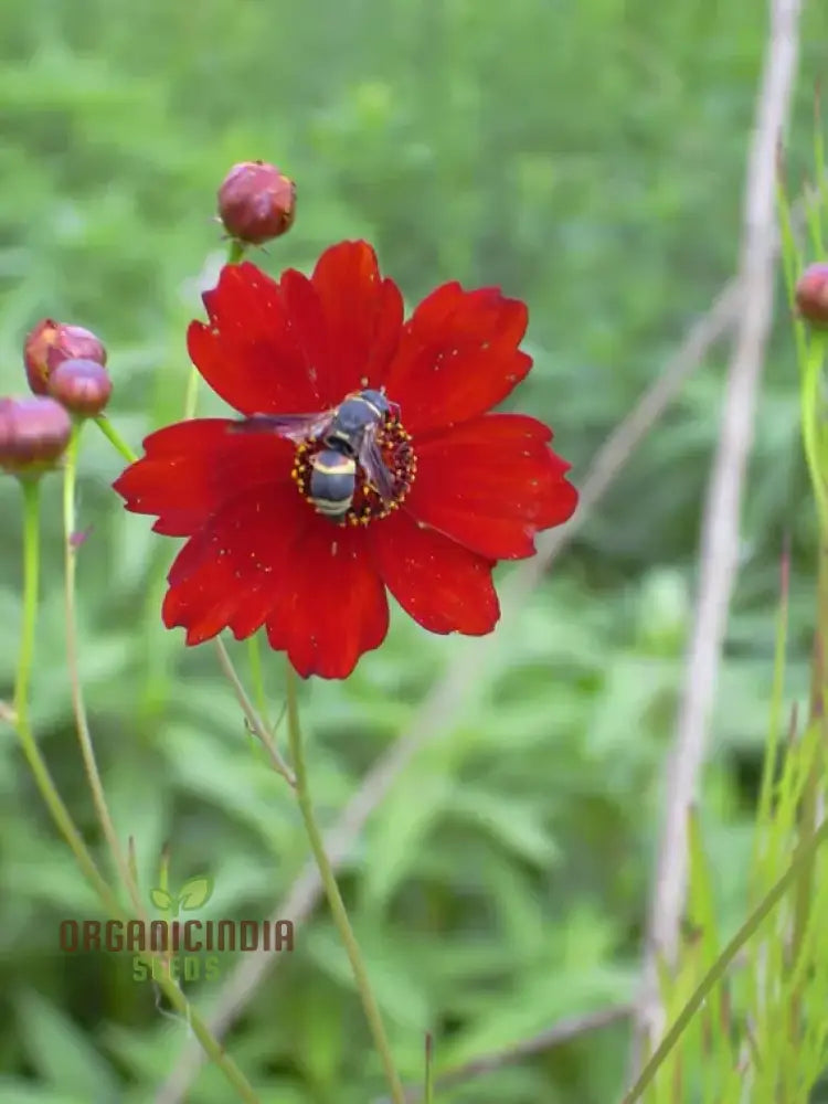 Coreopsis Red Flower Seeds For Planting A Complete Guide To Growing Vibrant Blooms