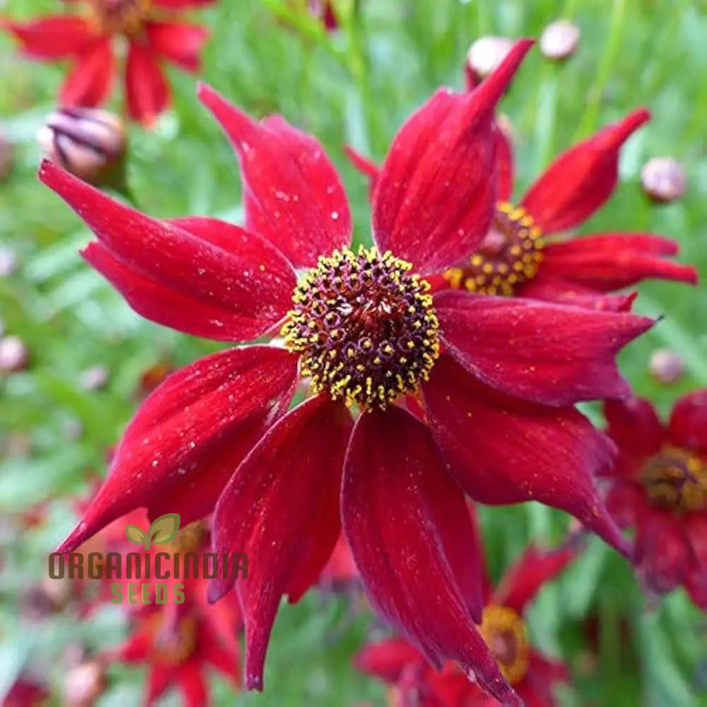 Coreopsis Red Flower Seeds For Planting A Complete Guide To Growing Vibrant Blooms