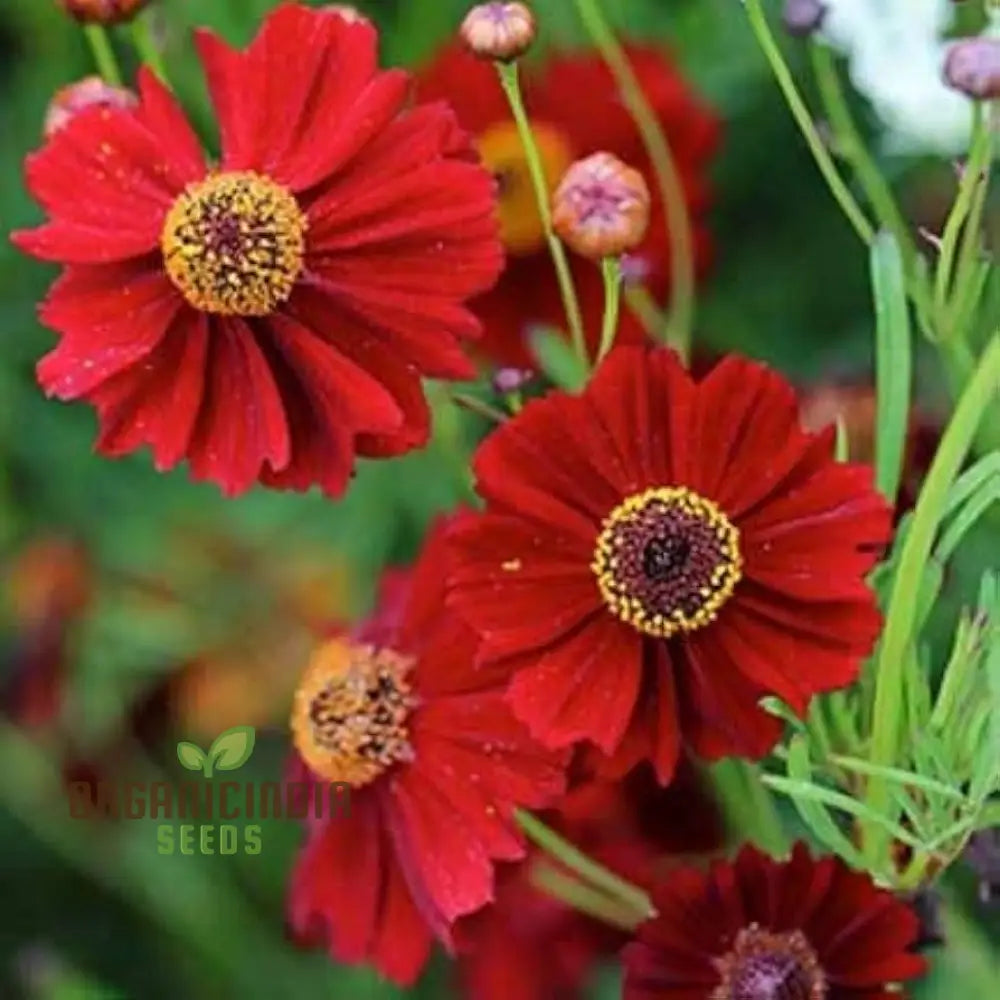 Coreopsis Red Flower Seeds For Planting A Complete Guide To Growing Vibrant Blooms