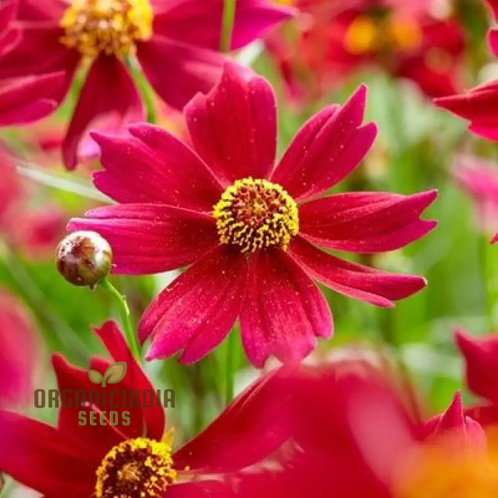 Coreopsis Red Flower Seeds For Planting A Complete Guide To Growing Vibrant Blooms