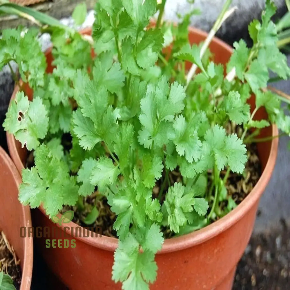 Coriander Herb Seeds - Fresh And Flavorful Addition To Your Culinary Garden Vegetable