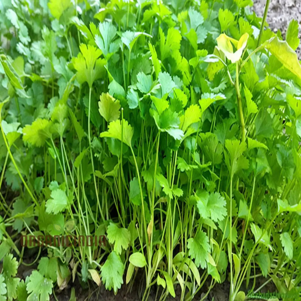 Coriander Herb Seeds - Fresh And Flavorful Addition To Your Culinary Garden Vegetable