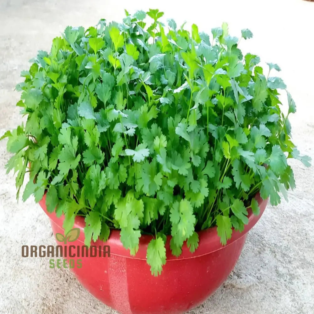 Coriander Herb Seeds - Fresh And Flavorful Addition To Your Culinary Garden Vegetable