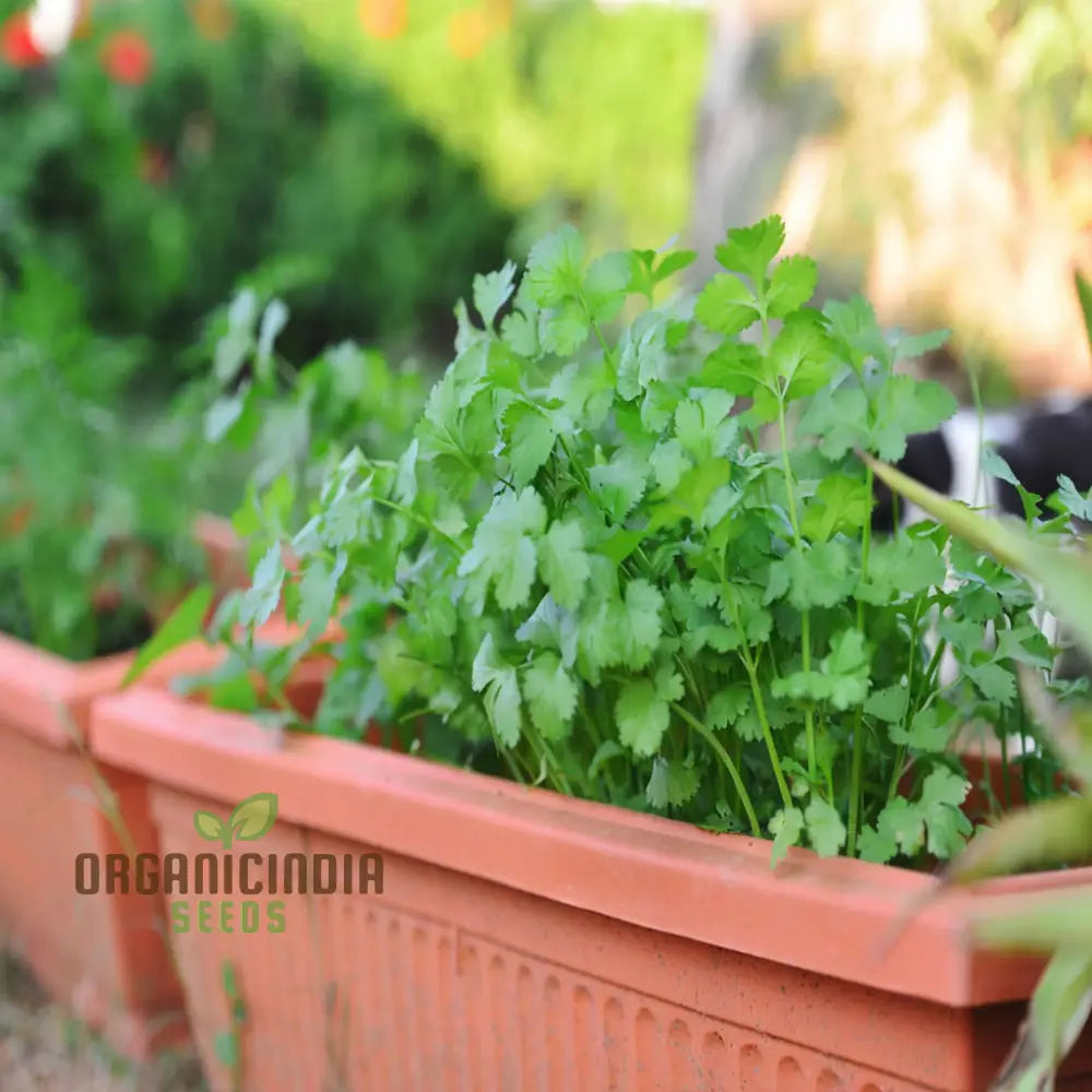 Coriander Herb Seeds - Fresh And Flavorful Addition To Your Culinary Garden Vegetable