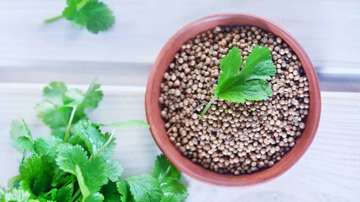 Coriander Herb Seeds - Fresh and Flavorful Addition to Your Culinary Garden