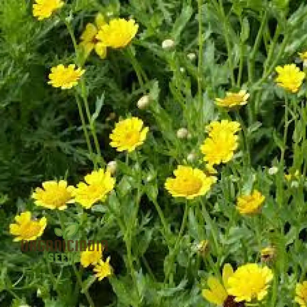 Corn Marigold Flower Seeds For Planting - Perfect For Gardening Enthusiasts | Long-Lasting Blooms A