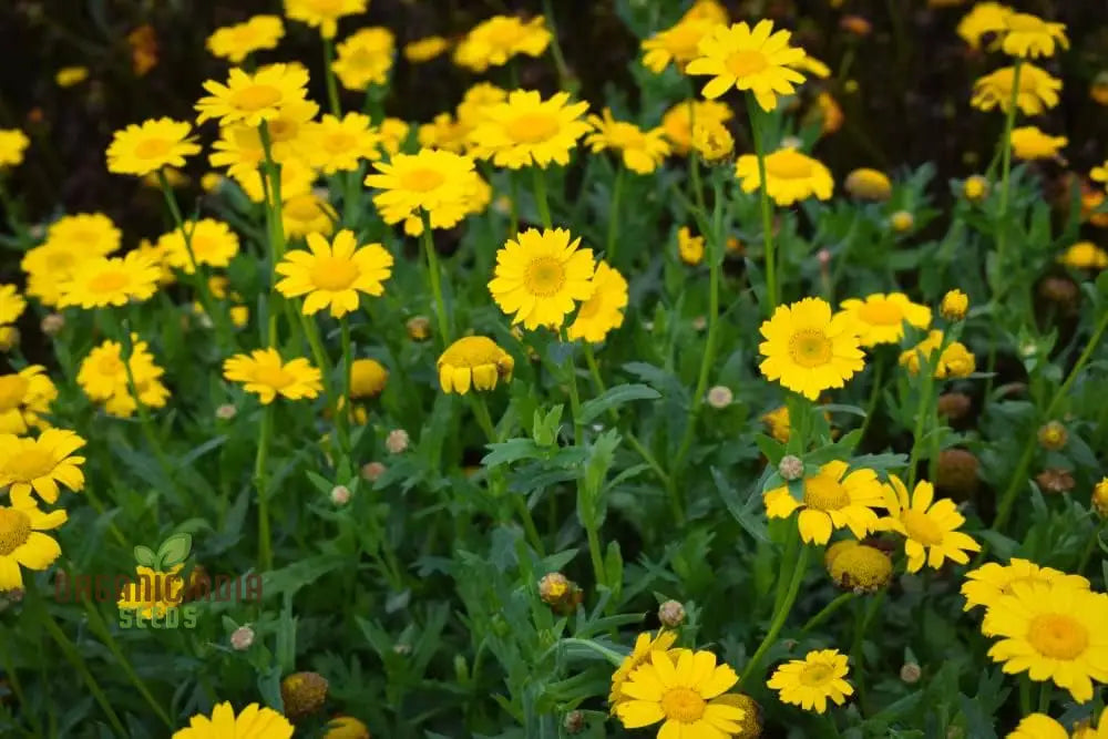 Corn Marigold Flower Seeds For Planting - Perfect For Gardening Enthusiasts | Long-Lasting Blooms A