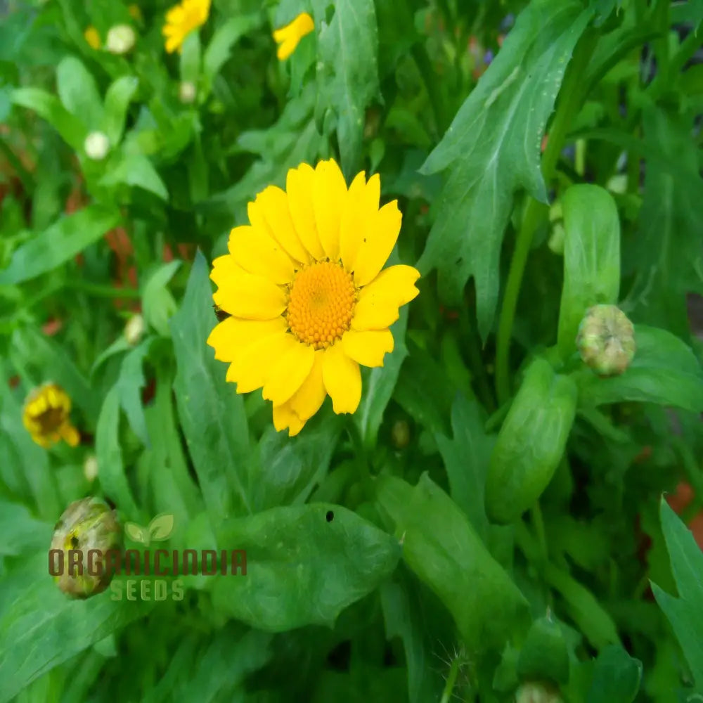 Corn Marigold Flower Seeds For Planting - Perfect For Gardening Enthusiasts | Long-Lasting Blooms A