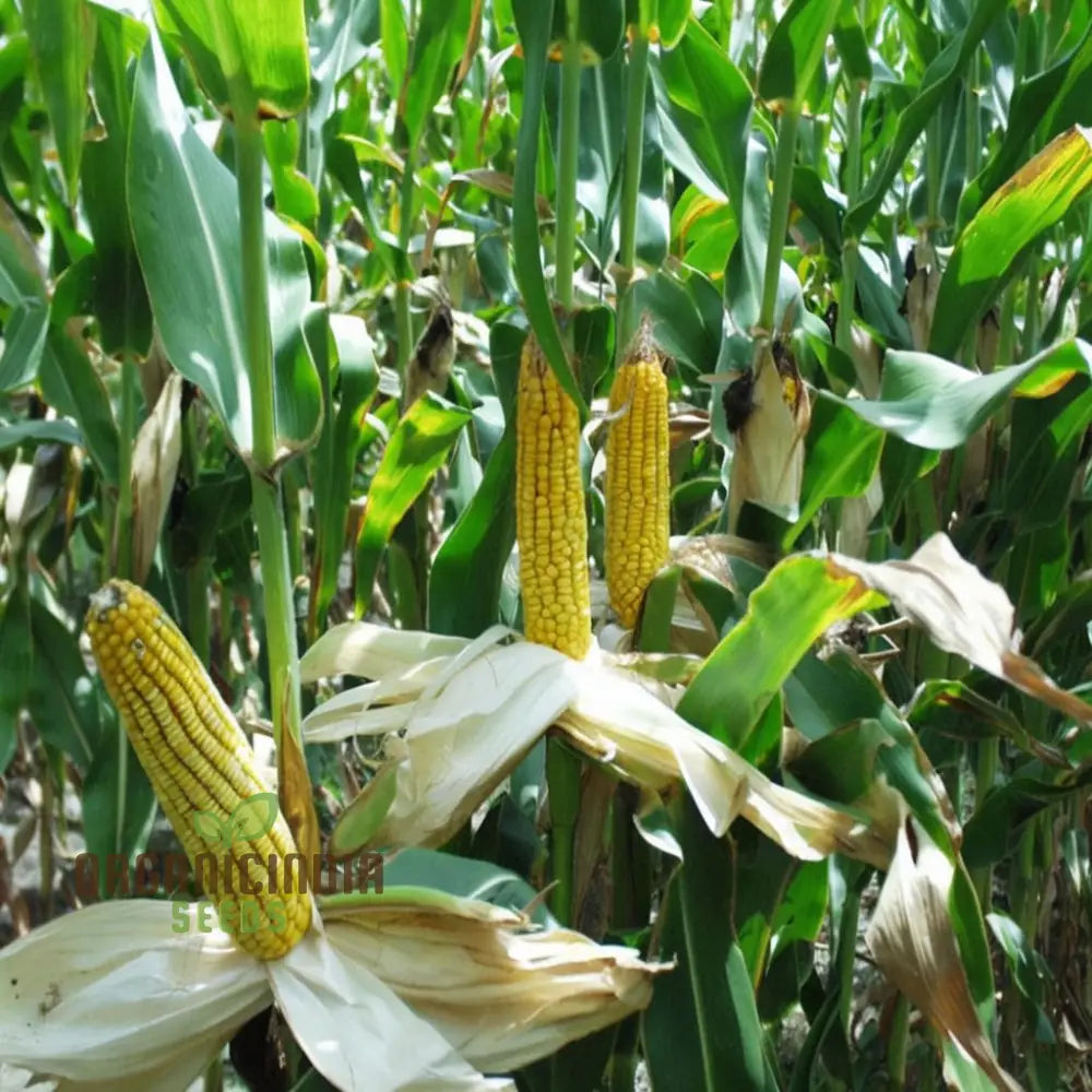 Corn Planting Seeds Ensuring Resilient Growth For Your Fields Squash And Gourds