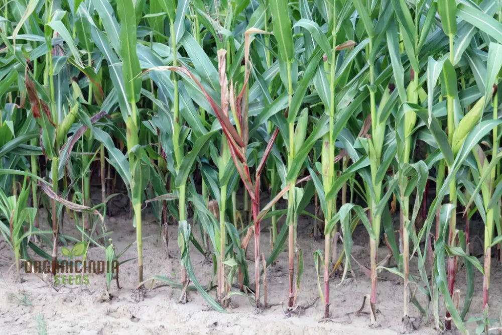 Corn Planting Seeds Ensuring Resilient Growth For Your Fields Squash And Gourds