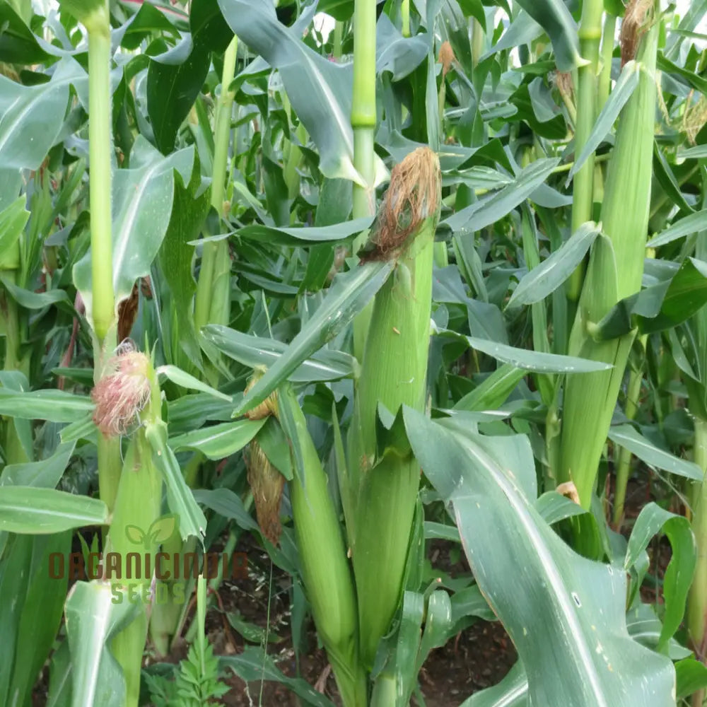 Corn Planting Seeds Ensuring Resilient Growth For Your Fields Squash And Gourds