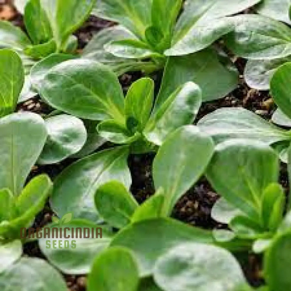 Corn Salad - Verte De Cambrai Seeds For Planting And Gardening | Premium Quality