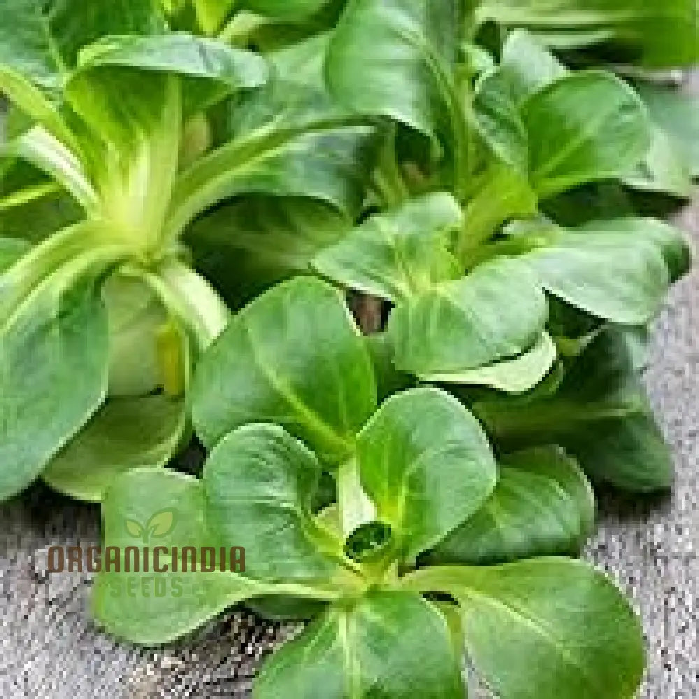 Corn Salad - Verte De Cambrai Seeds For Planting And Gardening | Premium Quality