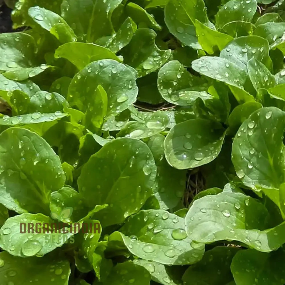 Corn Salad - Verte De Cambrai Seeds For Planting And Gardening | Premium Quality