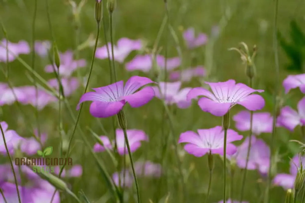 Corncockle Seeds For Planting Gardening Enthusiasts | Cultivated Average Conditions