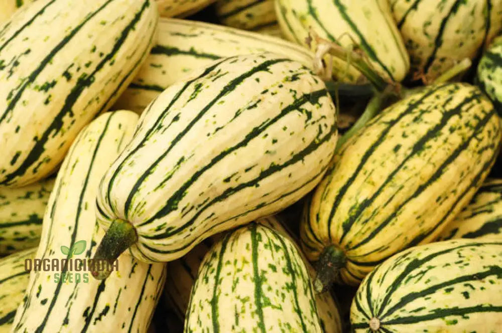 Cornells Squash Vegetable Seeds A Guide To Planting And Gardening For Cultivating Flavorful