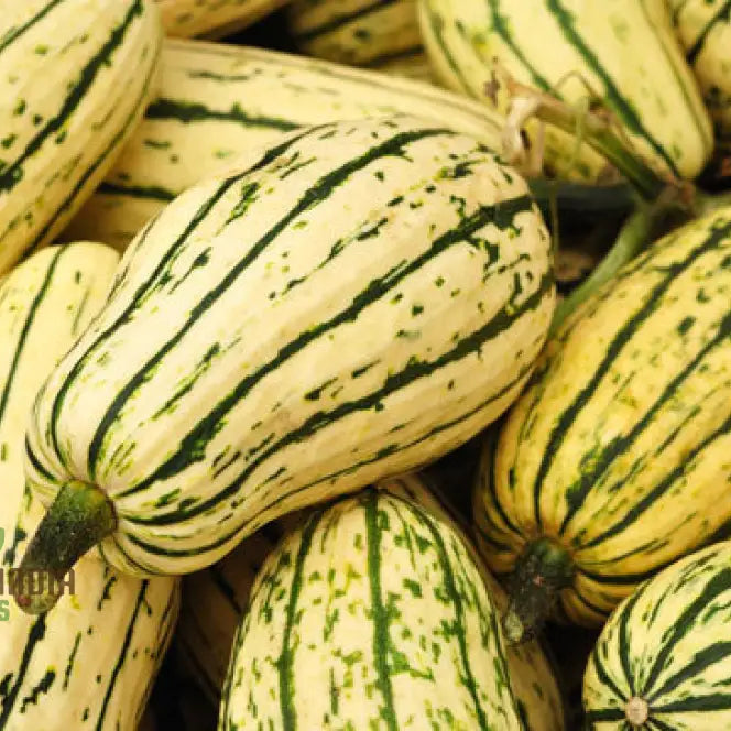 Cornells Squash Vegetable Seeds A Guide To Planting And Gardening For Cultivating Flavorful