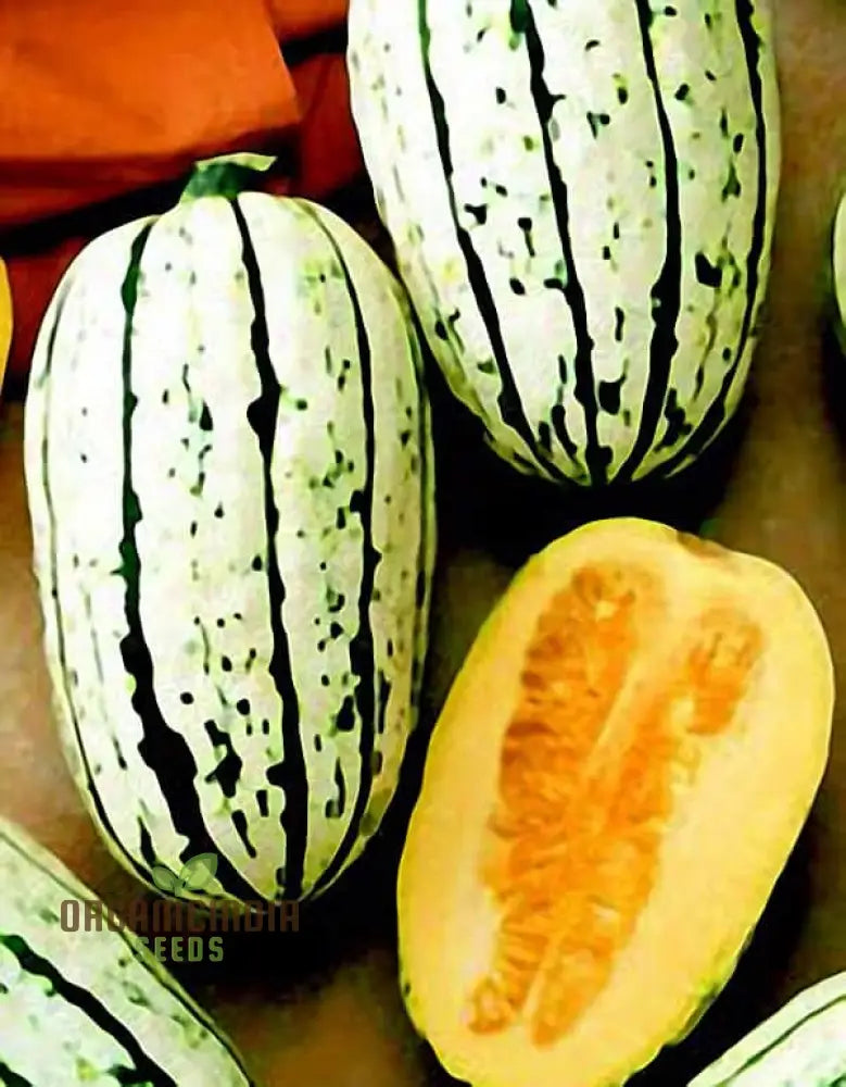 Cornells Squash Vegetable Seeds A Guide To Planting And Gardening For Cultivating Flavorful