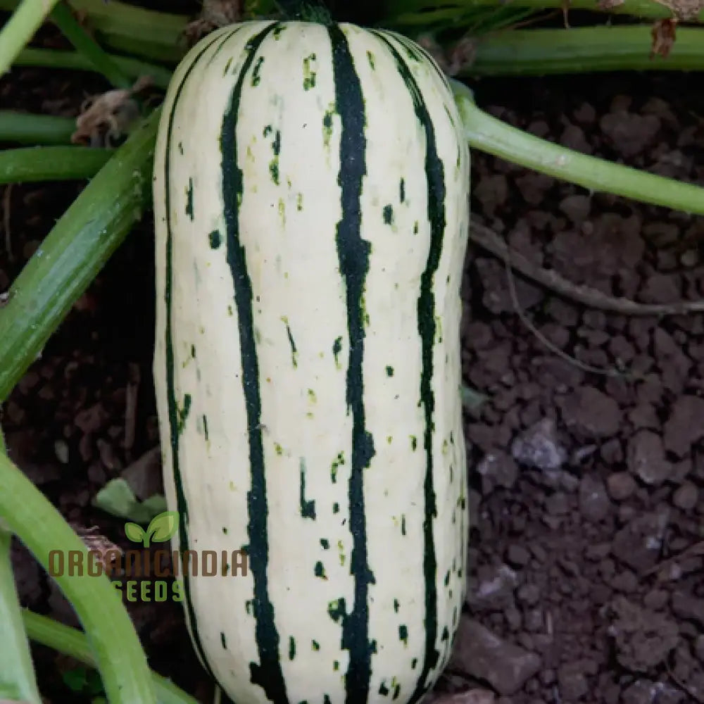 Cornells Squash Vegetable Seeds A Guide To Planting And Gardening For Cultivating Flavorful