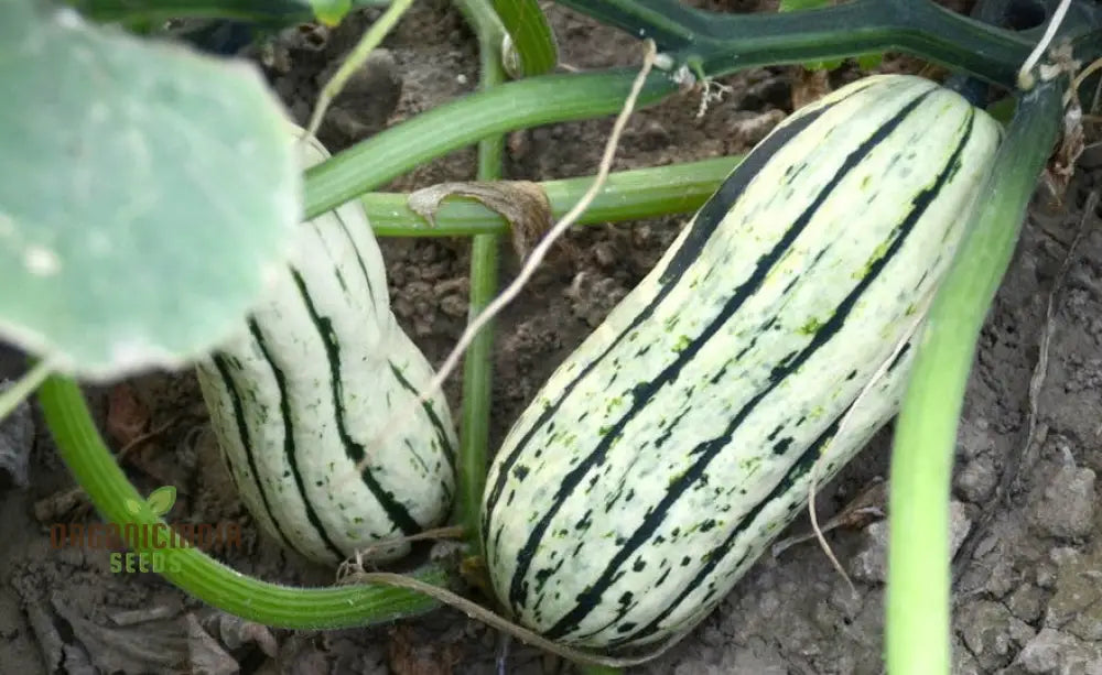 Cornells Squash Vegetable Seeds A Guide To Planting And Gardening For Cultivating Flavorful