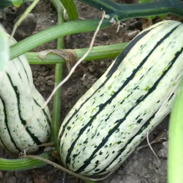 Cornells Squash Vegetable Seeds A Guide To Planting And Gardening For Cultivating Flavorful