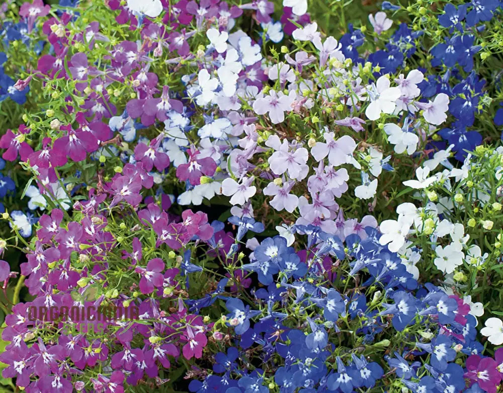 Cornflower And Lobelia String Of Pearls Seeds For Gardening Enthusiasts - Cultivated Stunning Blooms