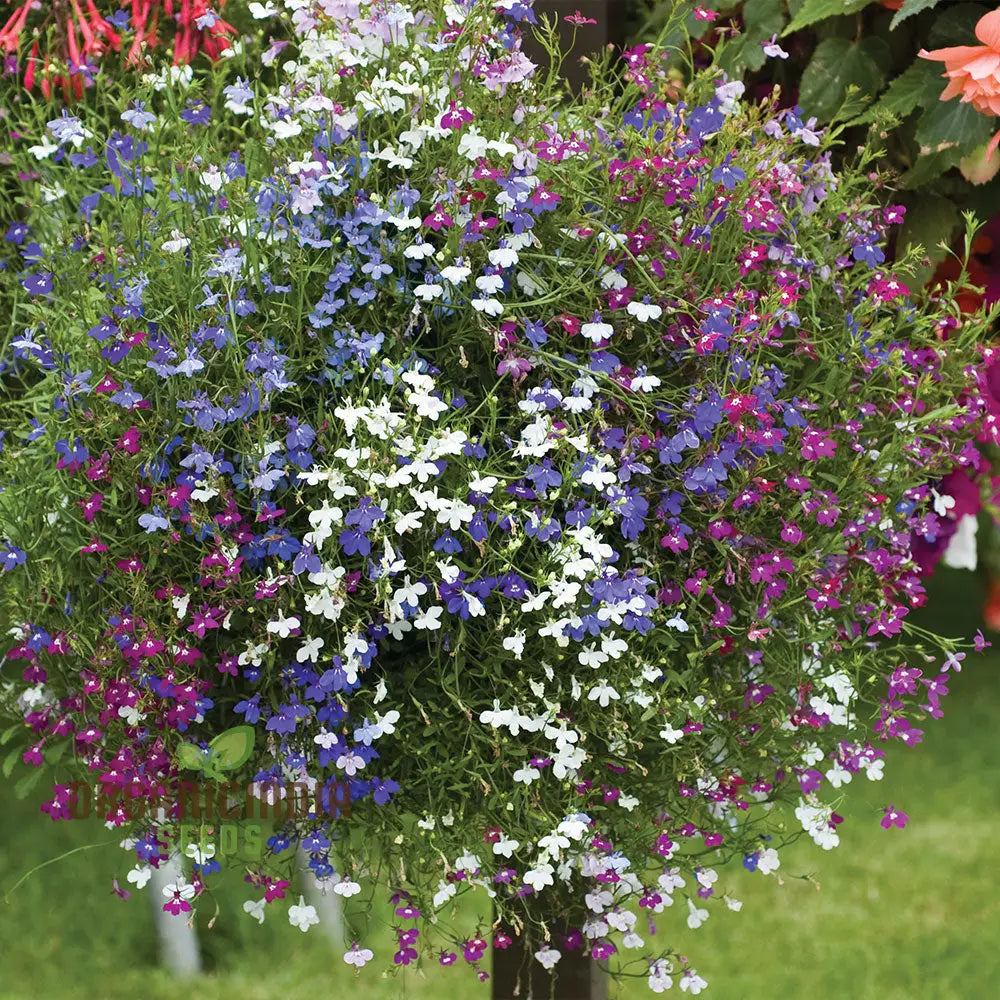 Cornflower And Lobelia String Of Pearls Seeds For Gardening Enthusiasts - Cultivated Stunning Blooms