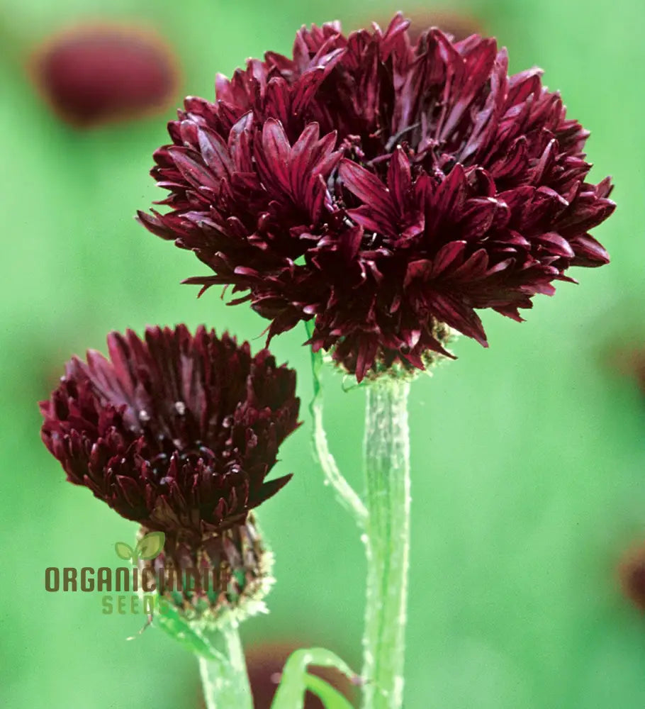 Cornflower Black Ball Seeds For Lush Vibrant Gardens | Ideal Creating Stunning Flower Displays