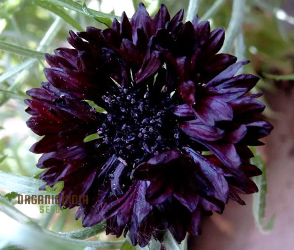 Cornflower Black Ball Seeds For Lush Vibrant Gardens | Ideal Creating Stunning Flower Displays