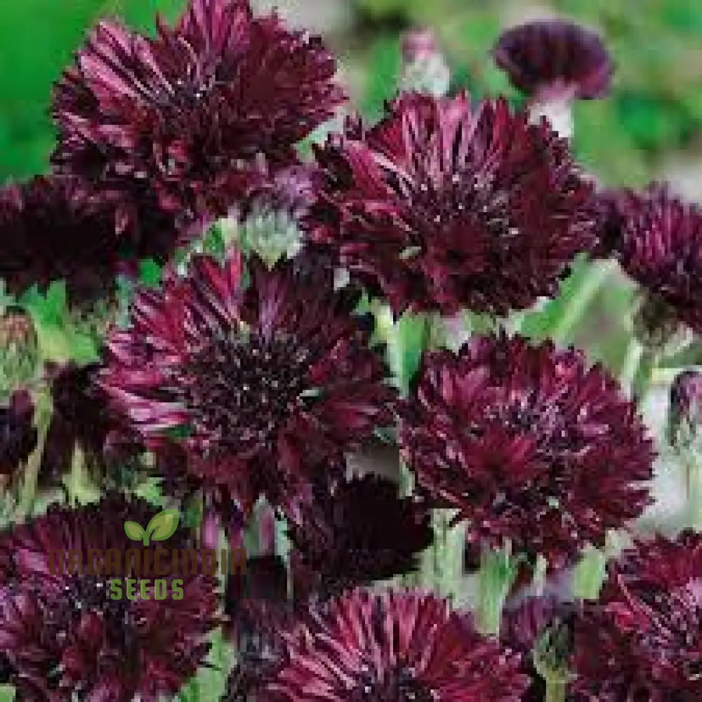 Cornflower Black Ball Seeds For Lush Vibrant Gardens | Ideal Creating Stunning Flower Displays