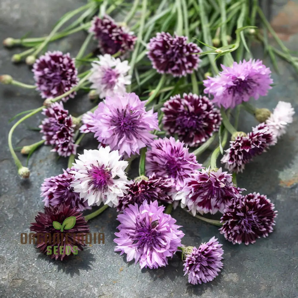 Cornflower Classic Magic Seeds – Elevate Your Gardening Experience With Stunning Blooms And