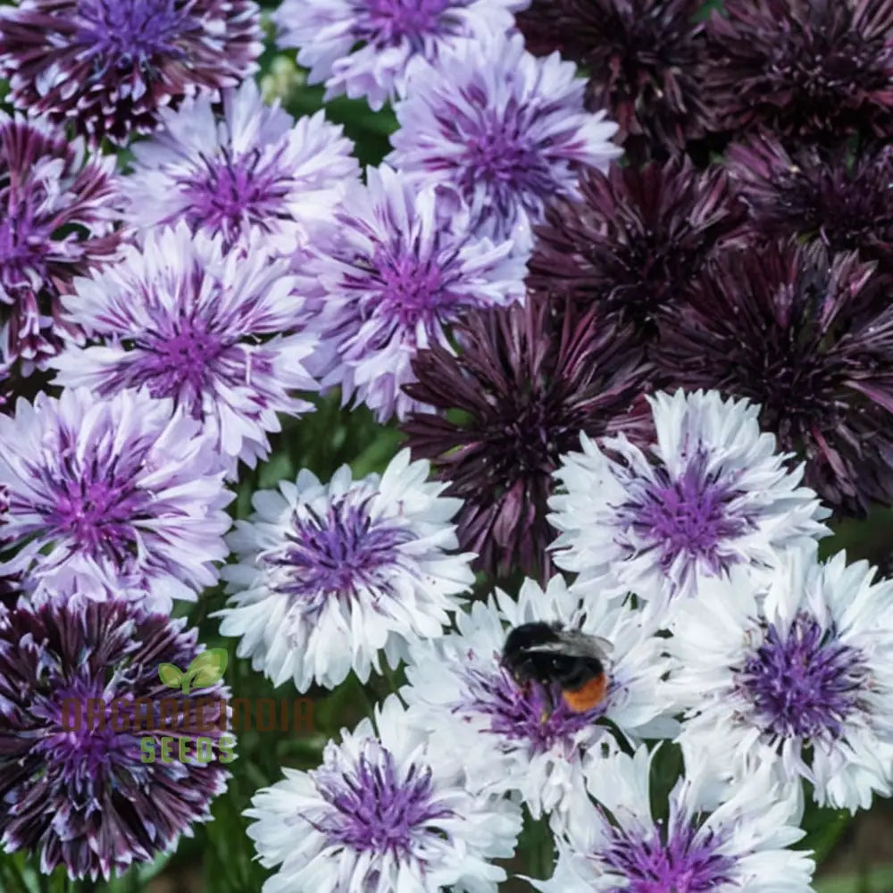 Cornflower Classic Magic Seeds – Elevate Your Gardening Experience With Stunning Blooms And