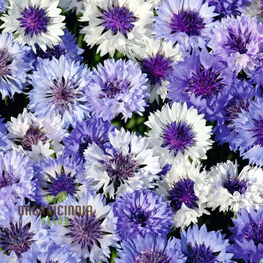 Cornflower Classic Magic Seeds – Elevate Your Gardening Experience With Stunning Blooms And