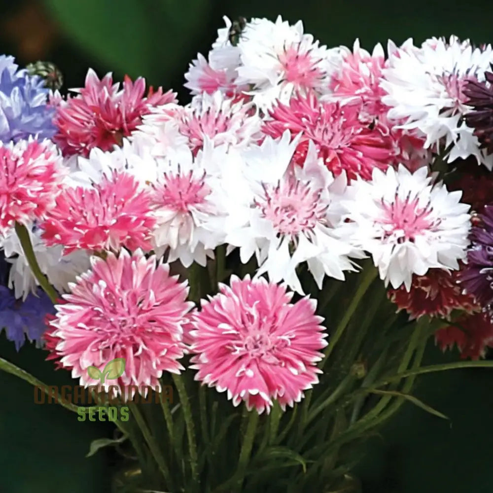 Cornflower Classic Romantic Seeds – Elevate Your Gardening Experience With Timeless Beauty And