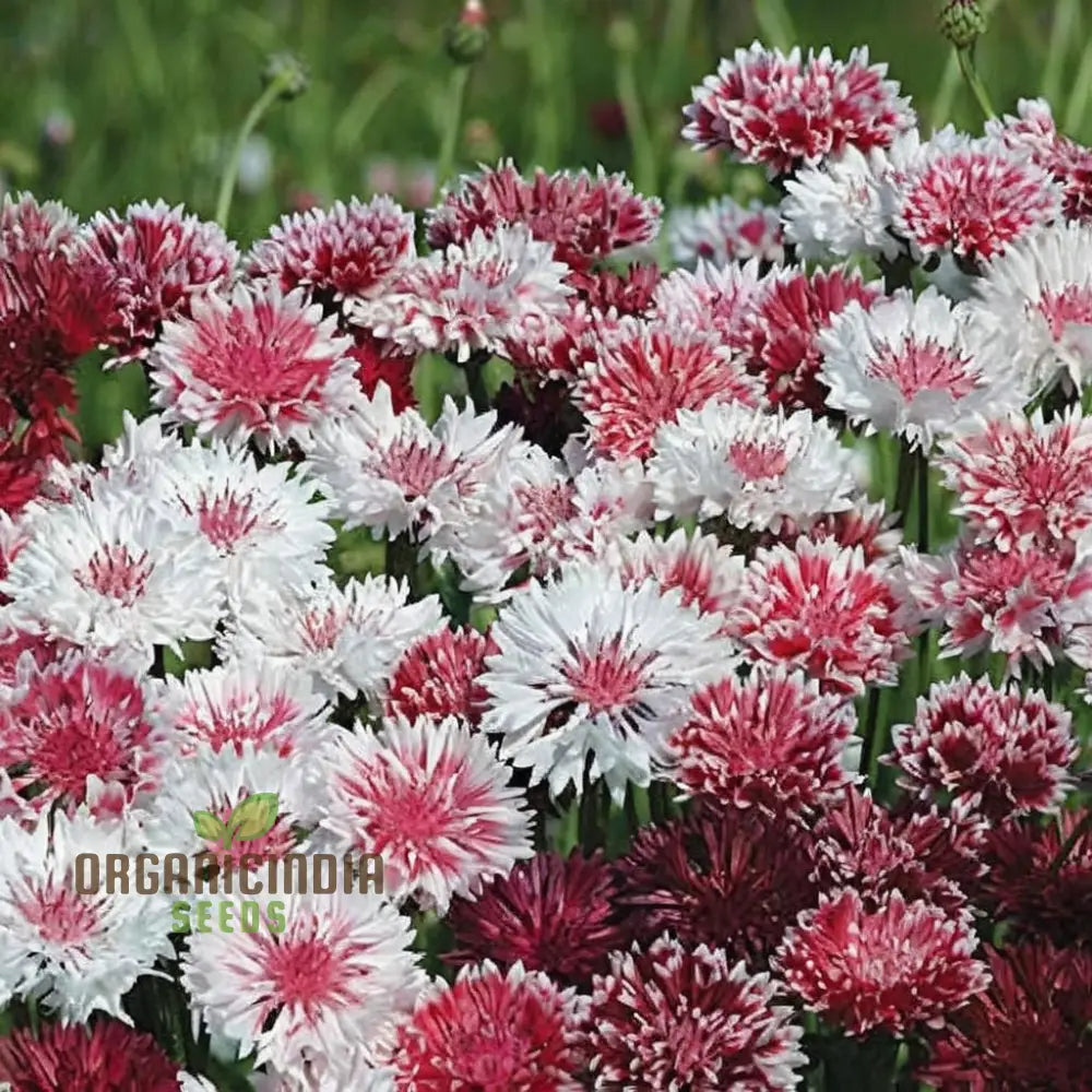 Cornflower Classic Romantic Seeds – Elevate Your Gardening Experience With Timeless Beauty And