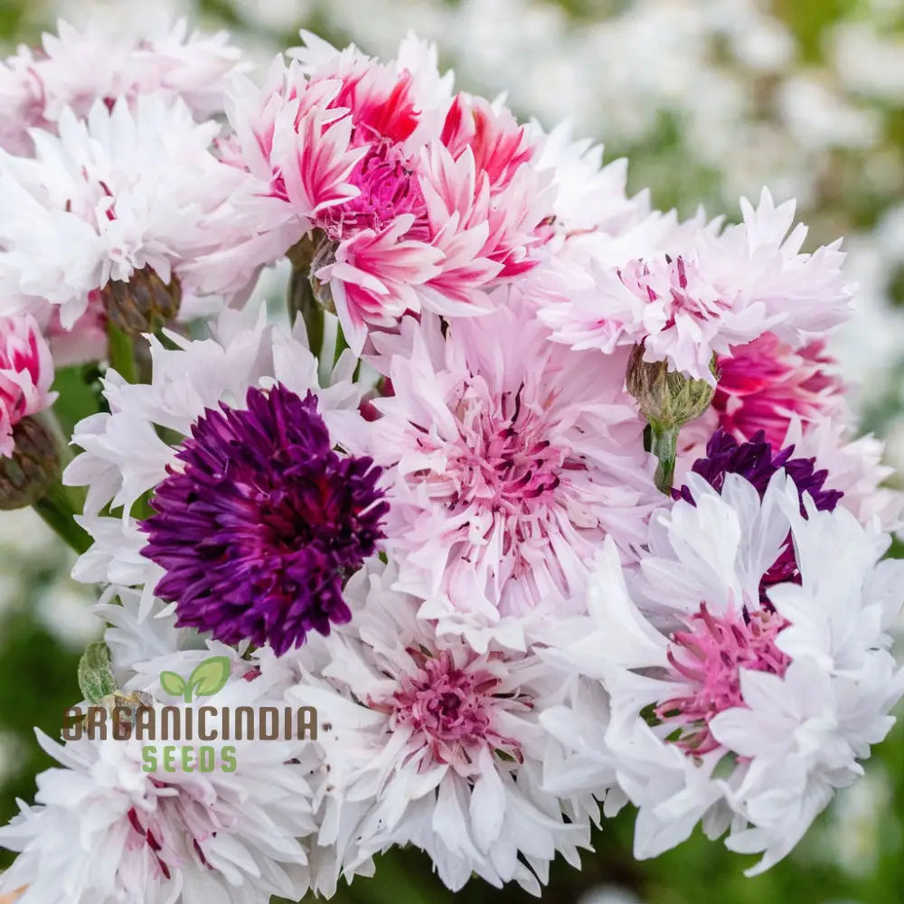 Cornflower Classic Romantic Seeds – Elevate Your Gardening Experience With Timeless Beauty And