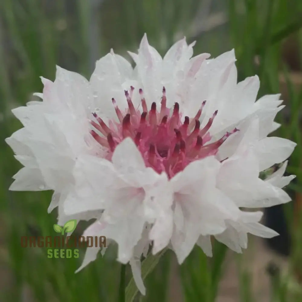 Cornflower Classic Romantic Seeds – Elevate Your Gardening Experience With Timeless Beauty And