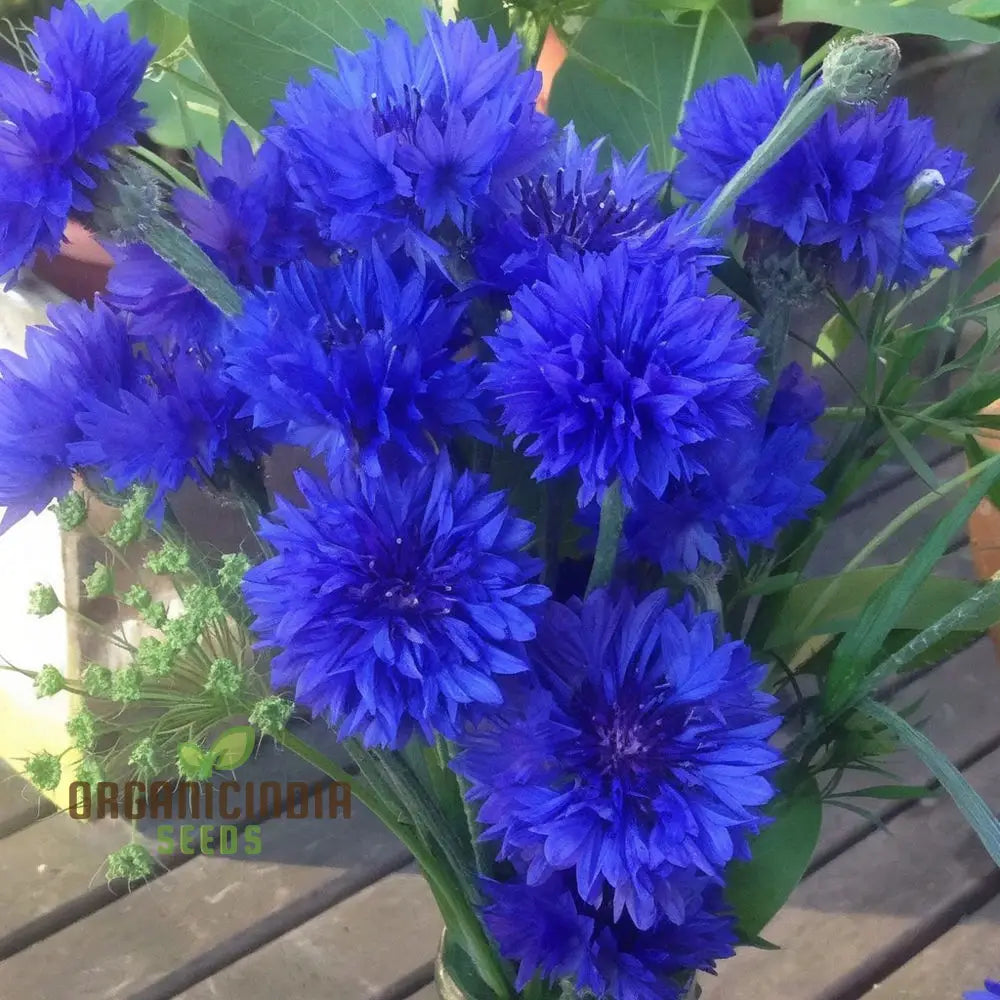 Cornflower Double Blue Flower Seeds Premium Garden For Beautiful Blooms Enhance Your Seeds