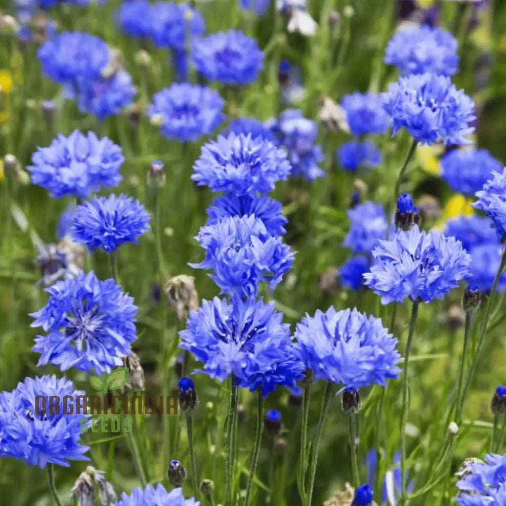 Cornflower Double Blue Flower Seeds Premium Garden For Beautiful Blooms Enhance Your Seeds