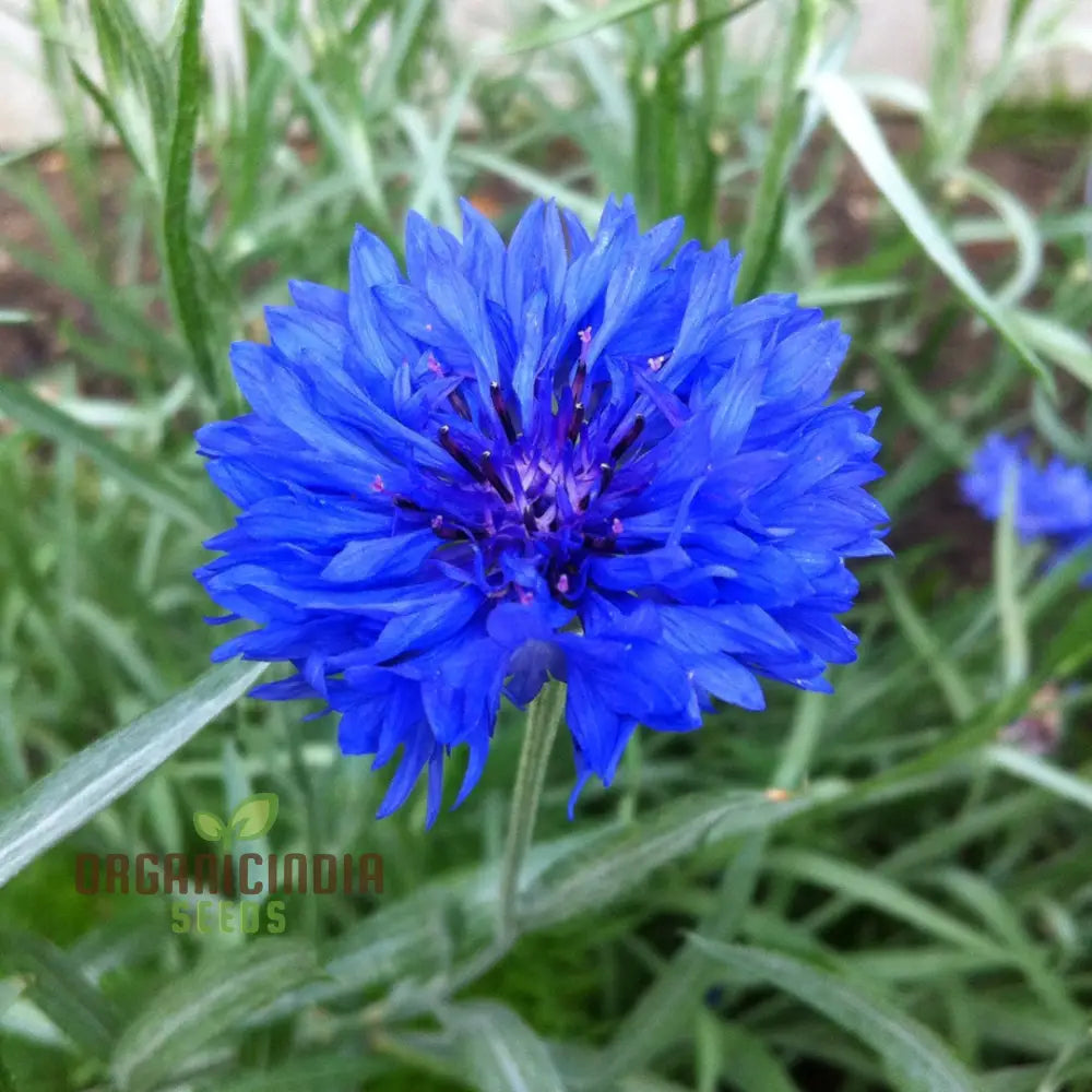 Cornflower Double Blue Flower Seeds Premium Garden For Beautiful Blooms Enhance Your Seeds